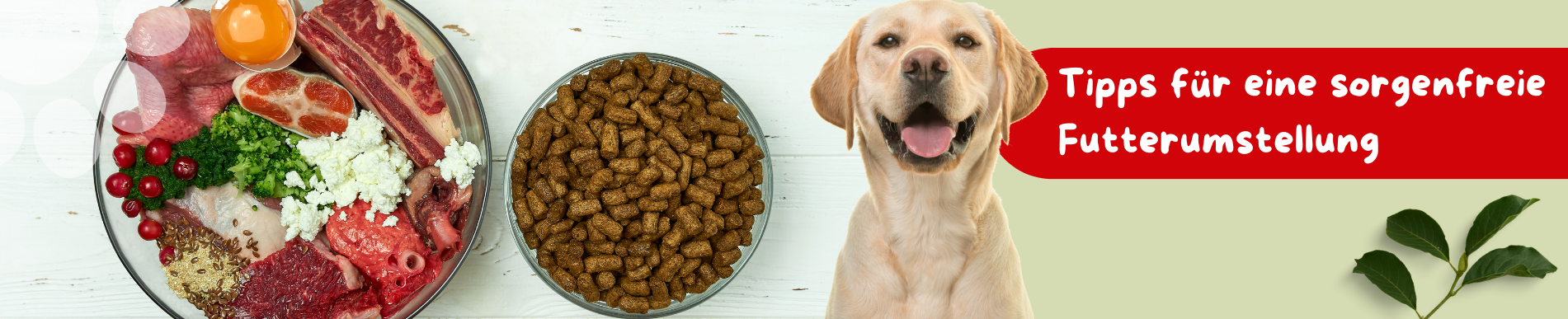 Futterumstellung Tipps